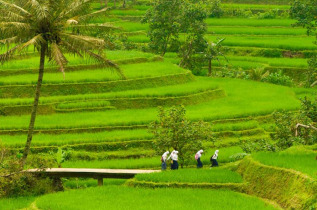 Indonésie - Les rizières de Lombok