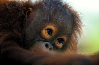 Malaisie - Circuit Panorama du Sarawak - Les orangs-outans de Bronéo