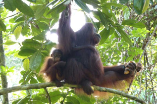 Malaisie - Kuching - Les orangs-outans de Semenggoh