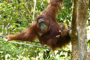 Malaisie - Kuching - Les orangs-outans de Semenggoh