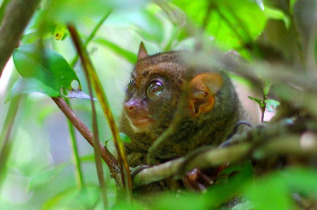 Philippines - Le Tarsier Sanctuary à Bohol