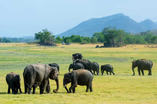 Sri Lanka – Minneriya © Surangasl – Shutterstock