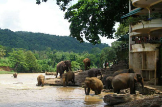 Sri Lanka - Le bain des éléphant à Pinawella