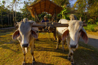 Thailande - Balade en char à boeufs © Asian Oasis