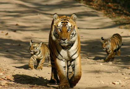 Inde - Les tigres du Gujarat