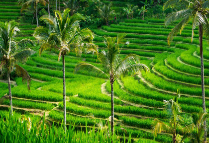Indonésie - Bali - Rizières Jatiluwih © Shutterstock, Duchy