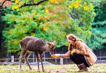 Japon - Le parc de Nara © NH - Shutterstock