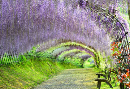 japon - Le Jardin Wisteria à Fukuoka © K Fukunaga - JNTO