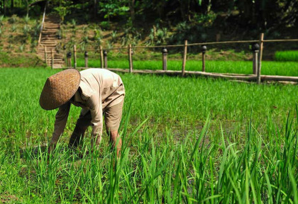 Laos - Descente du Mekong et villages de minorités - Le rizières du Kamu Lodge