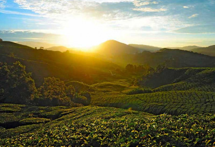 Malaisie - Circuit A la découverte de la péninsule - Les plantations de thé de Cameron Highlands