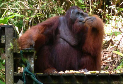 Malaisie - Kuching - Les orangs-outans de Semenggoh