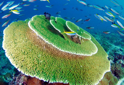 Maldives - Centre de plongée Dive Ocean - Table d'Acropores