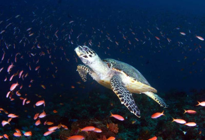 Maldives - Centre de plongée Dive Ocean - Tortue