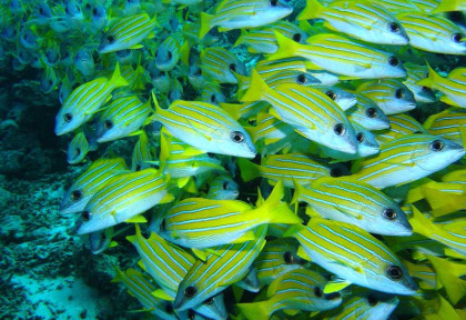 Maldives - Centre de plongée TGI diving - Banc de fusiliers