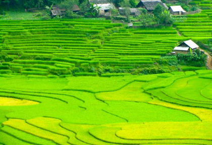 Vietnam - Escapade à Sapa - Les rizières de la vallée de Sapa