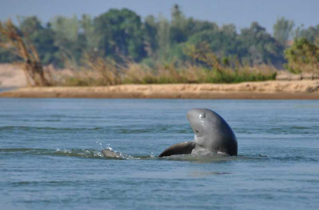 Cambodge – Kratie