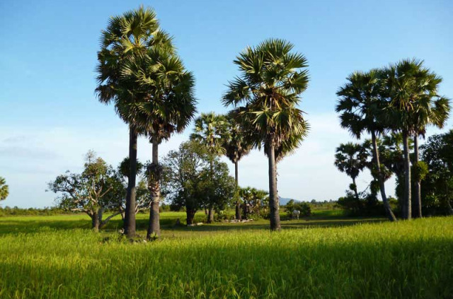 Cambodge - Phnom Penh - Nature cambodgienne à Koh Dach © Pandaw River Cruises