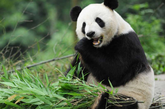 Chine - Panda au Zoo de Pékin © CNTA