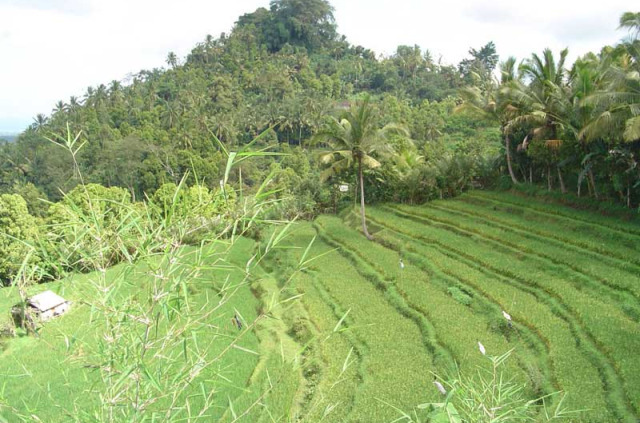 Indonésie - Bali au volant - Rizières en terrasse