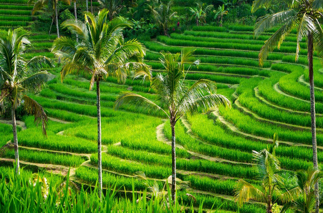 Indonésie - Bali - Rizières Jatiluwih © Shutterstock, Duchy