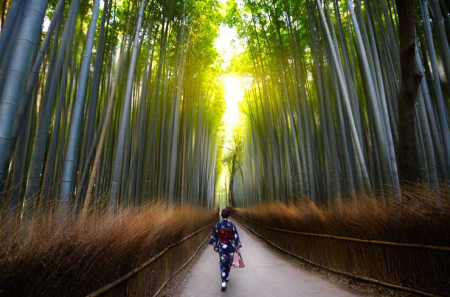 Japon - Forêt de bambous de Sagano © Patrick Foto - Shutterstock