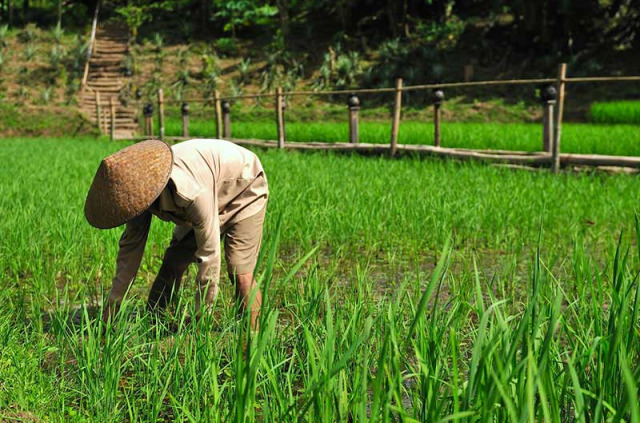 Laos - Descente du Mekong et villages de minorités - Le rizières du Kamu Lodge