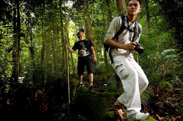 Malaisie - A la découverte du Taman Négara - Marche dans le Taman Negara
