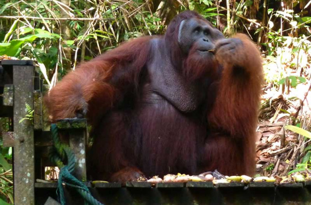 Malaisie - Kuching - Les orangs-outans de Semenggoh