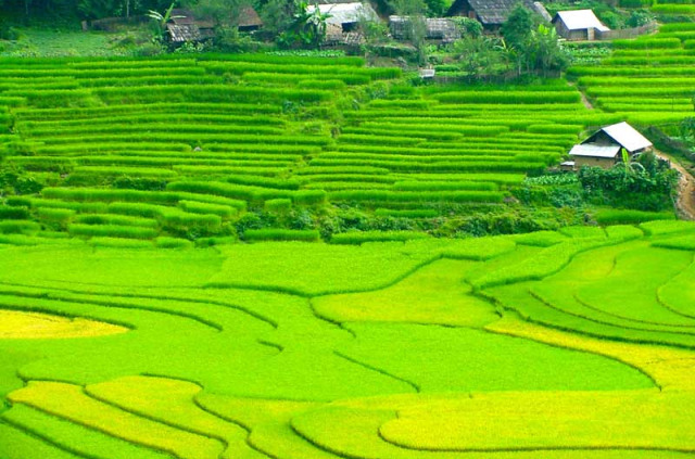 Vietnam - Escapade à Sapa - Les rizières de la vallée de Sapa